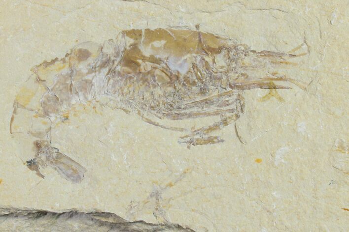 Cretaceous Fossil Shrimp - Lebanon #154568